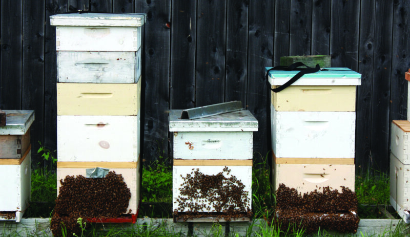 Adopt-a-Hives: A Welcoming Way into Beekeeping
